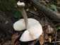 Barna csengettyűgomba (Pluteus cervinus), Somogy